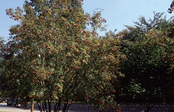 마가목 열매