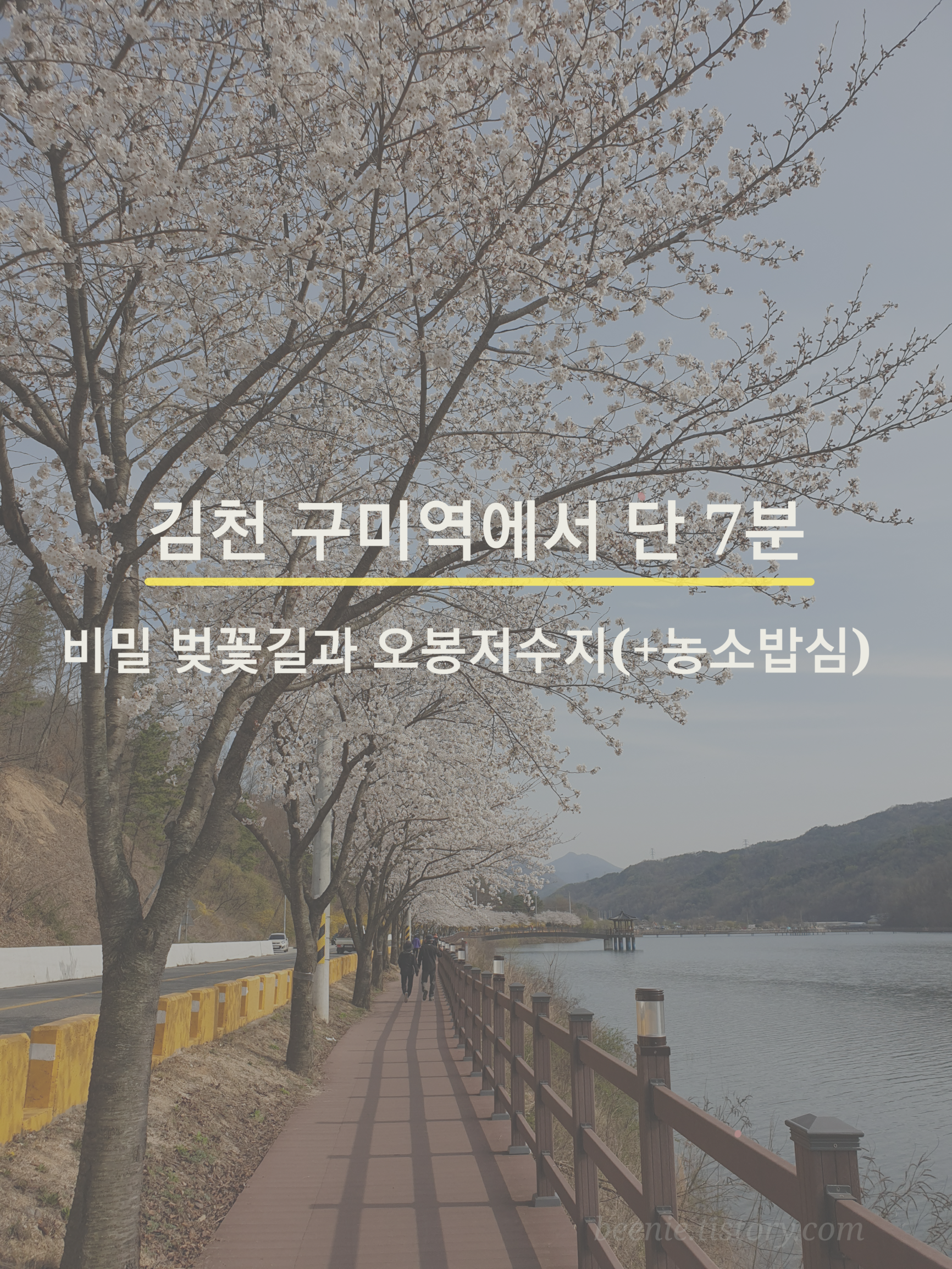  김천구미역에서 단 7분 비밀 벚꽃길과 오봉저수지 (+ 농소밥심, 지도첨부)