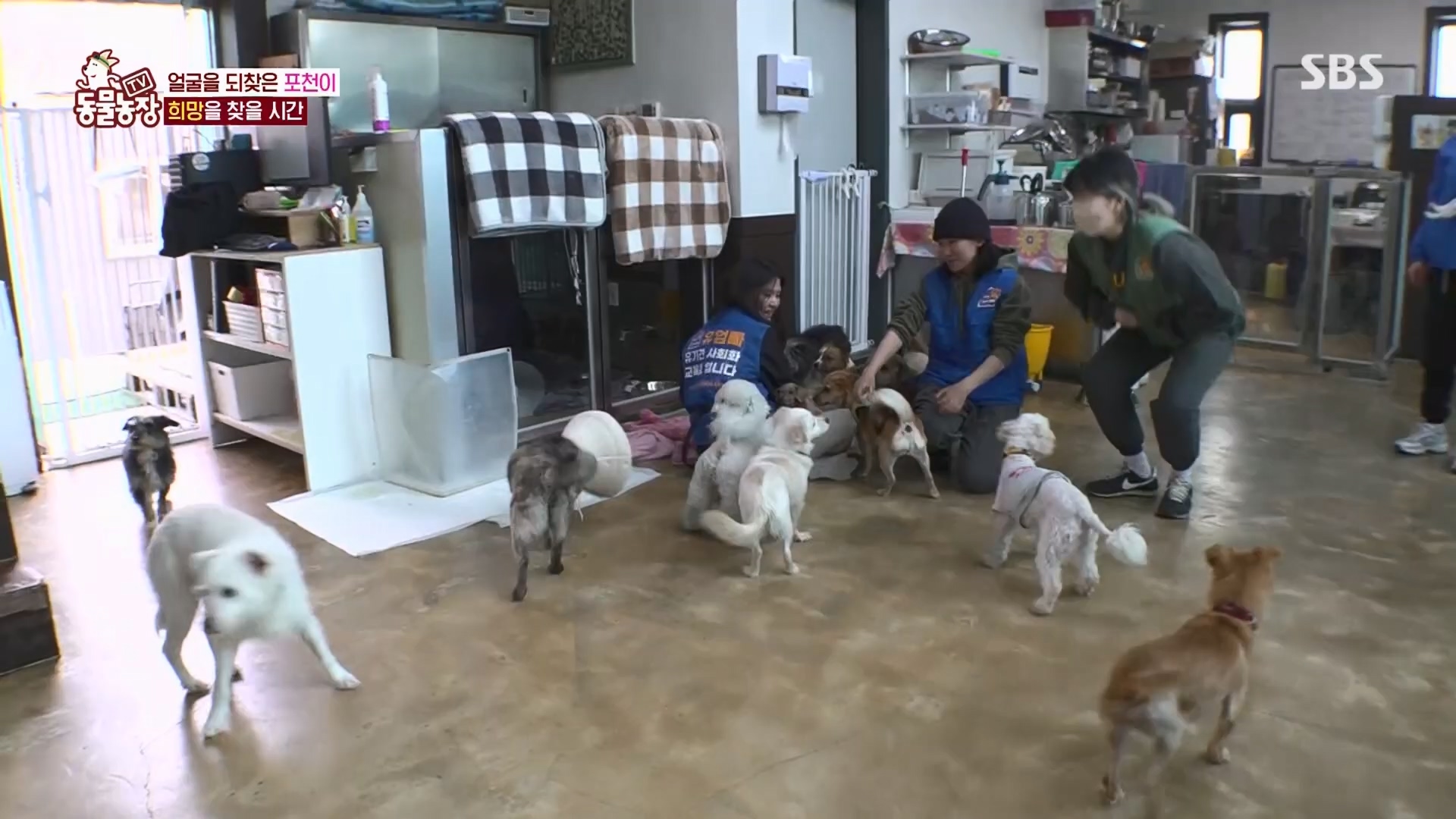 TV 동물농장.E1116.230416p.H264-F1RST.mp4_20230418_194218.533.jpg