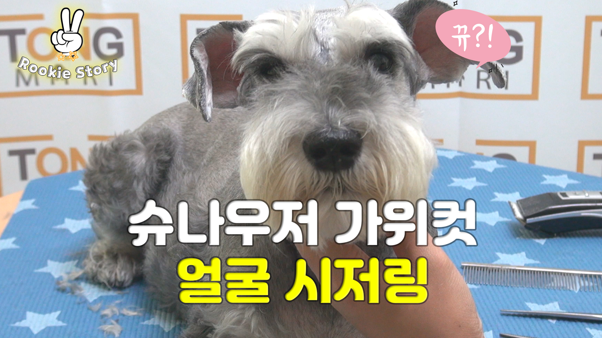  애견 셀프 미용 강아지 슈나우저 얼굴 털 시저링 가위컷 하는 방법