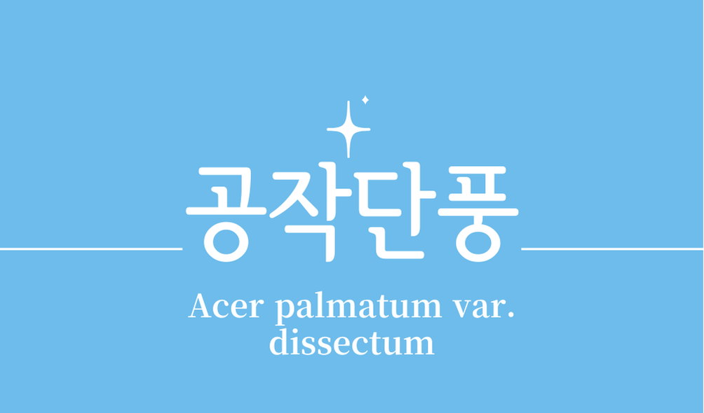 '공작단풍(Acer palmatum var. dissectum)'