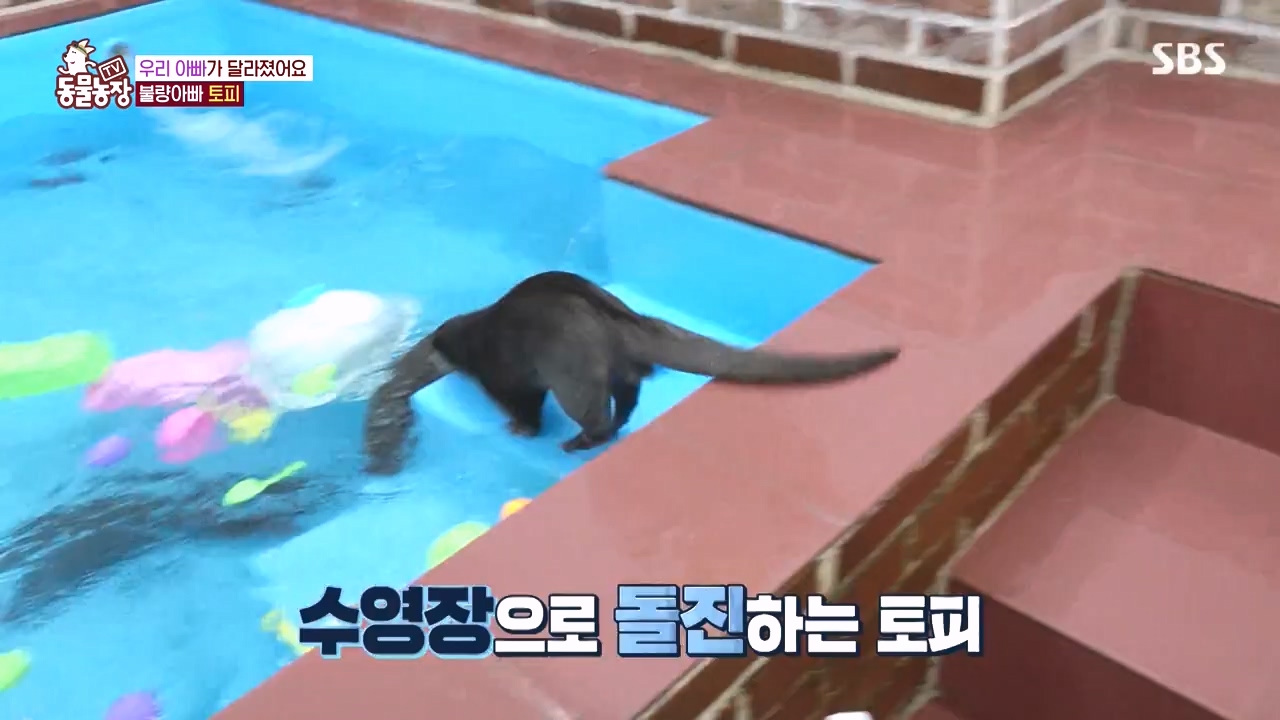 TV 동물농장.E1145.231113p-NEXT.mp4_20231112_173440.256.jpg