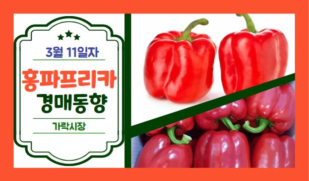  [경매사 일일보고] 2024년 3월 11일자 가락시장 홍파프리카 경매동향을 살펴보겠습니다!