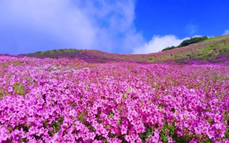 황매산 철쭉축제_15