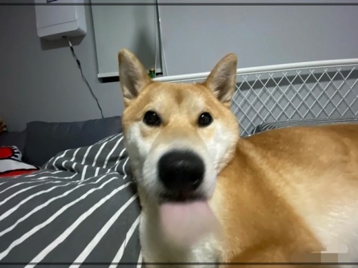 오이로 변한 강아지 얼굴