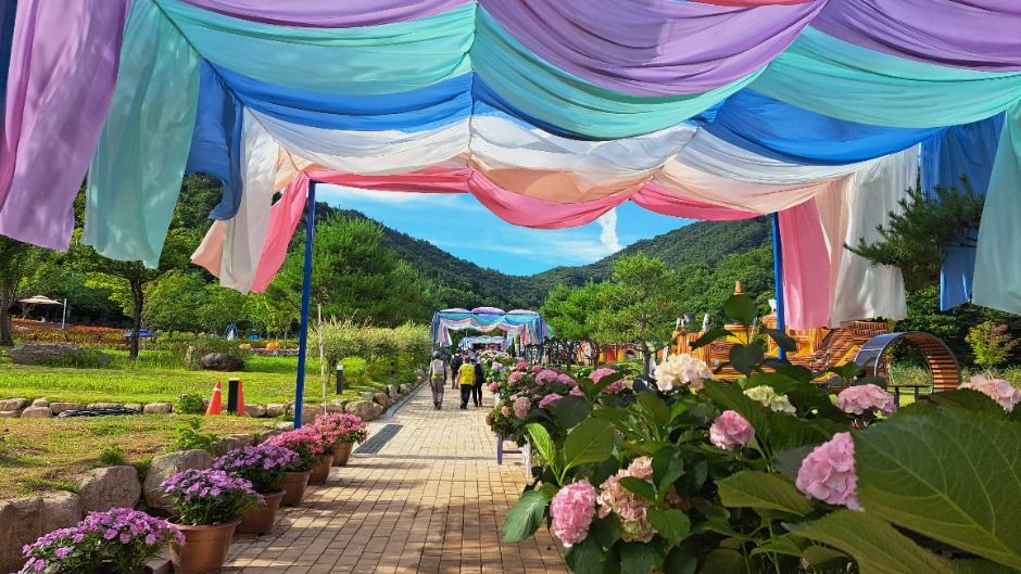 강진 수국축제