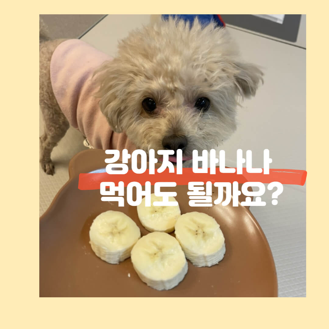  강아지 바나나 먹어도 되나요 ? 강아지에게 좋은 과일