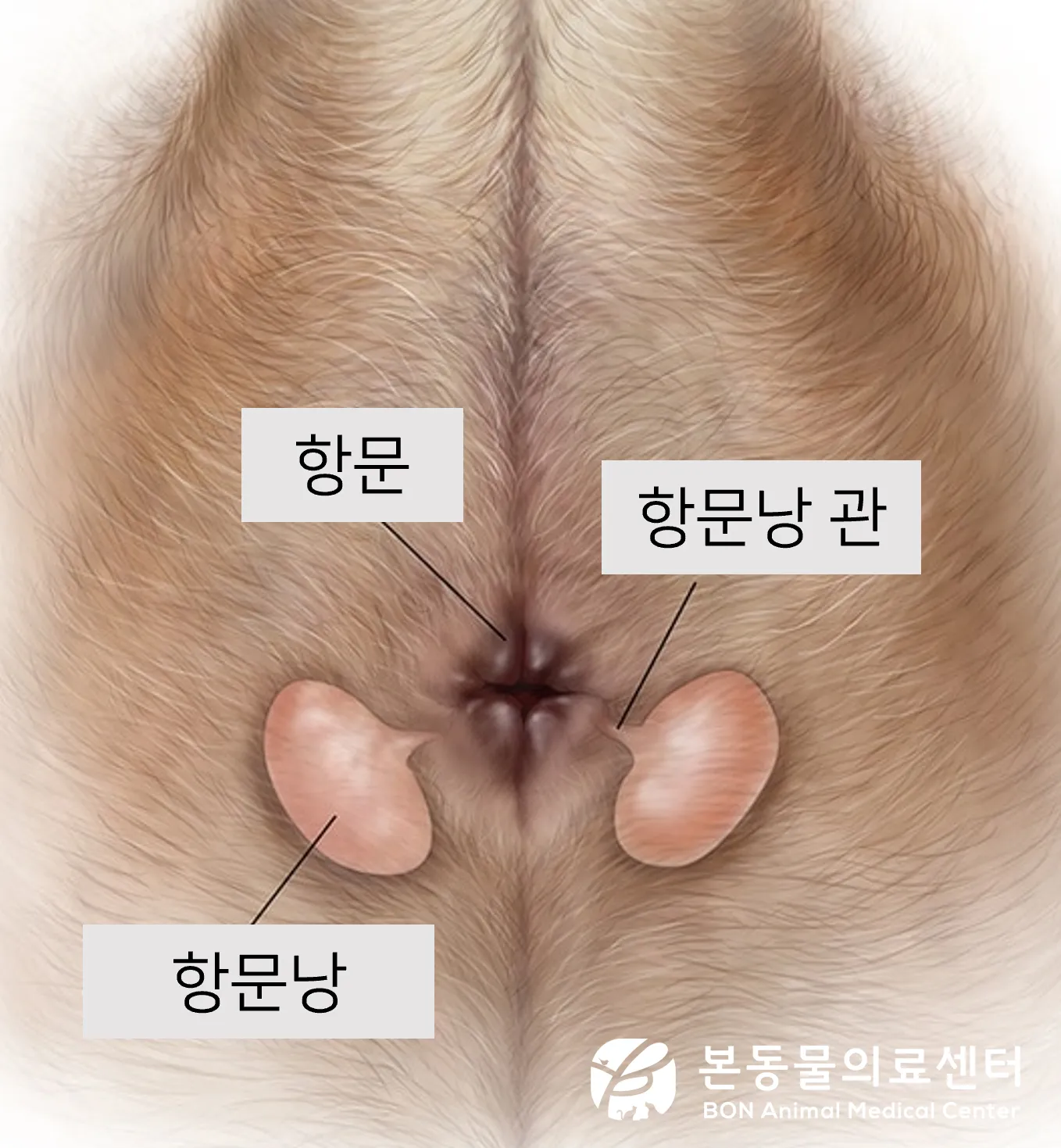 강아지 항문낭 압출법 염증 방지 필수 관리_5