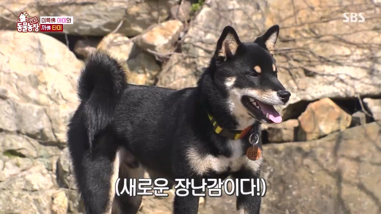 TV 동물농장.E1168.240422p-NEXT.mp4_20240421_170934.216.jpg