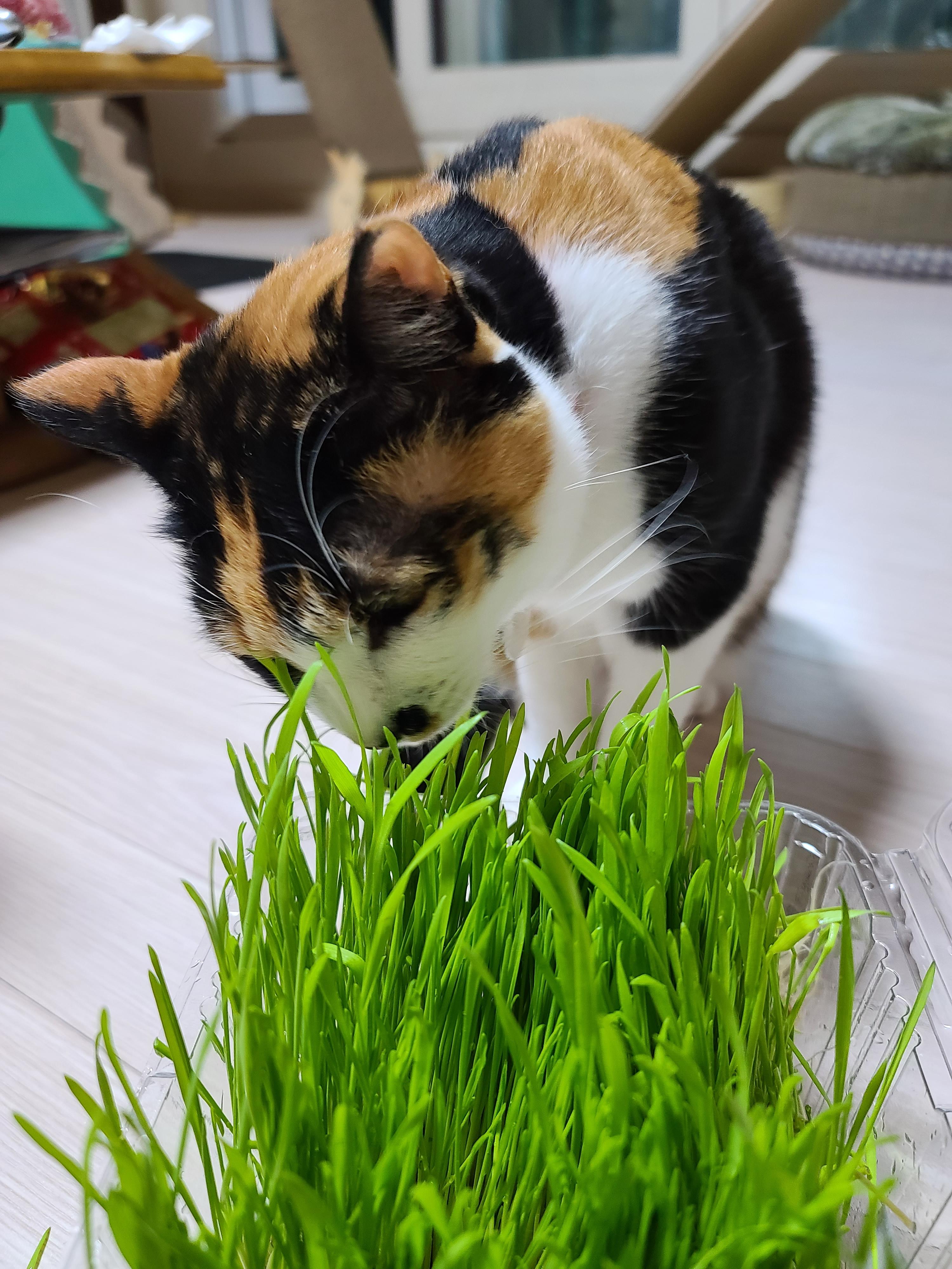 고양이 캣글라스 먹방 및 효능. 캣글라스를 대하는 아홉냥이들의 자세.