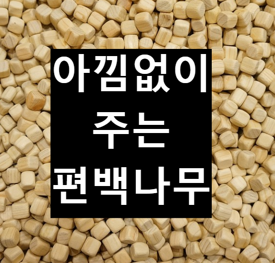  아낌없이 주는 편백나무