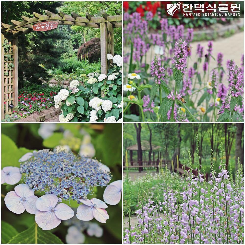 생방송 오늘저녁 희귀 식물의 천국에 핀 여름 꽃 소개 방송