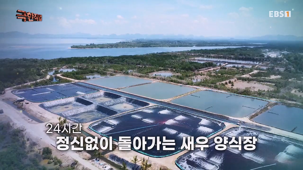TV - 전 국민의 평생학교 EBS수산물의 천국 태국, 새우 양식과 말린 생선.mp4_20240604_201759.432.jpg