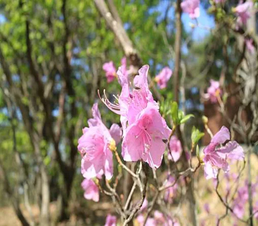 고려산