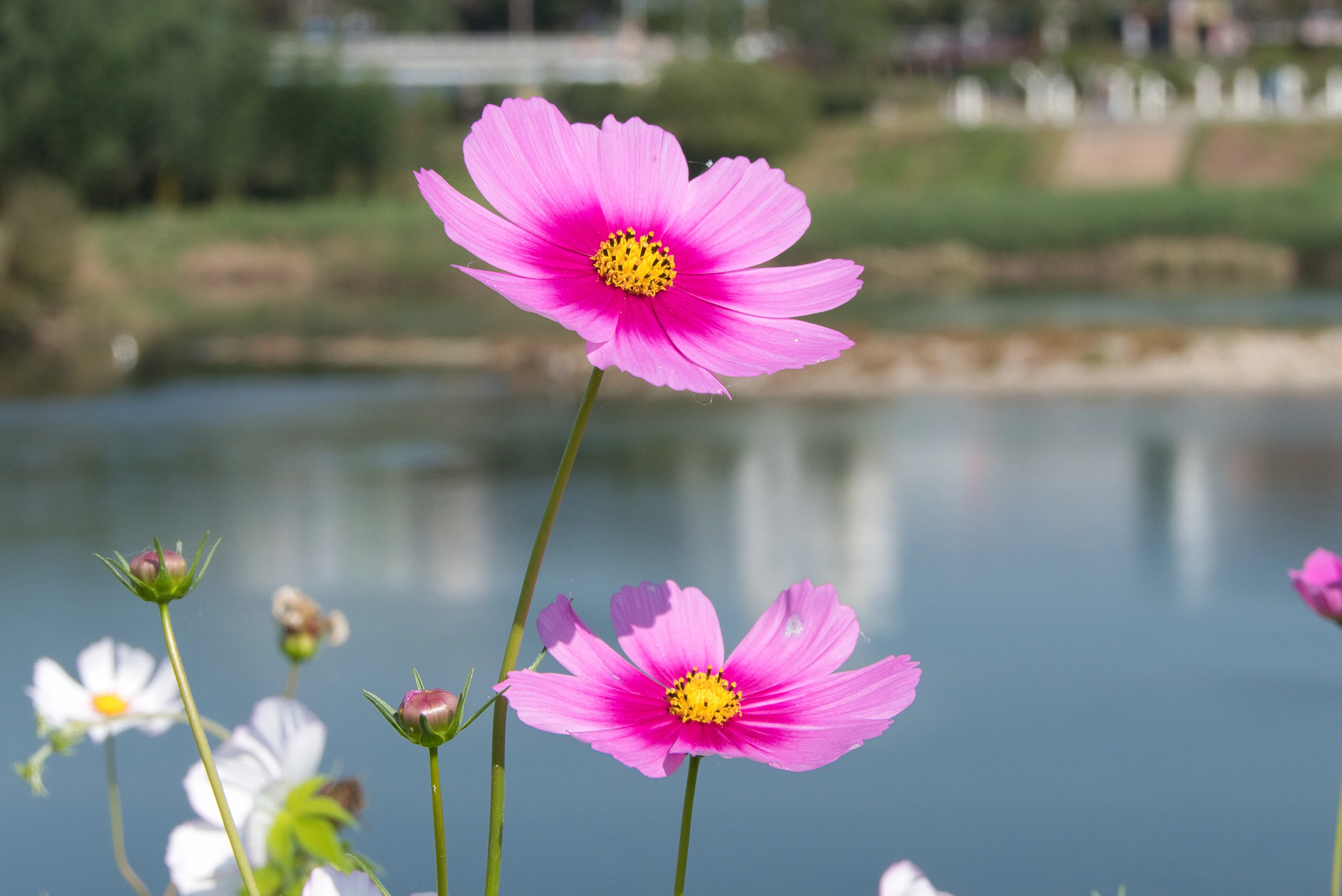 img.webp