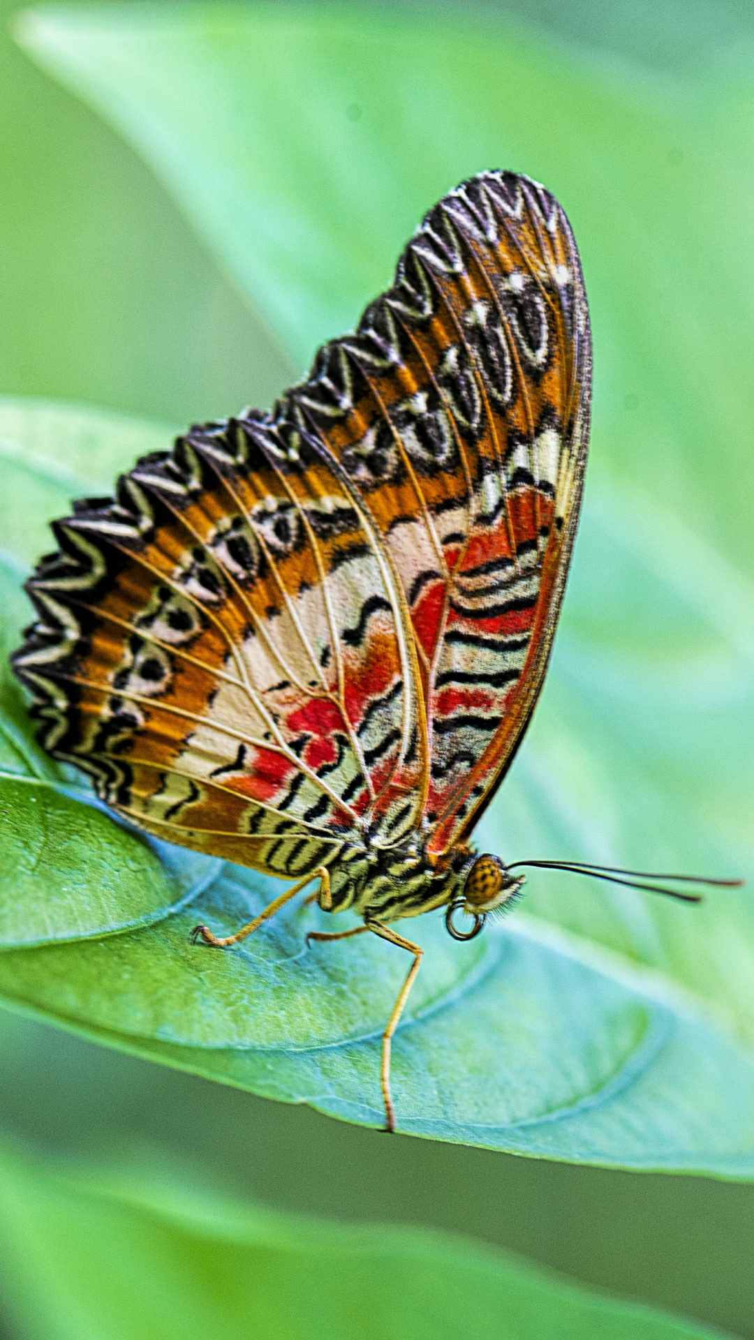 Butterfly Animal iPhone Wallpaper