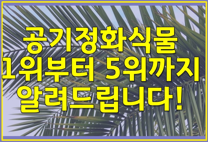  공기정화식물 1위부터 5위까지 알려드립니다!