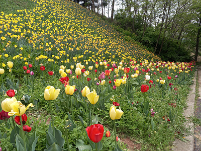 산책길 튤립 사진