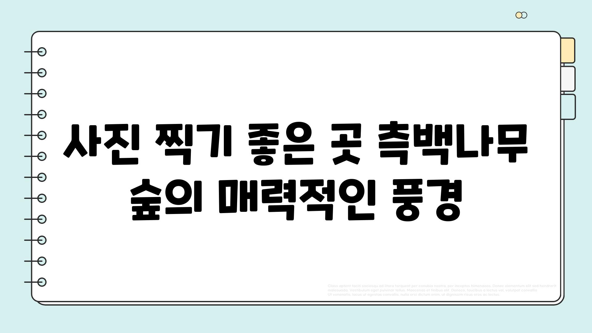 사진 찍기 좋은 곳 측백나무 숲의 매력적인 풍경