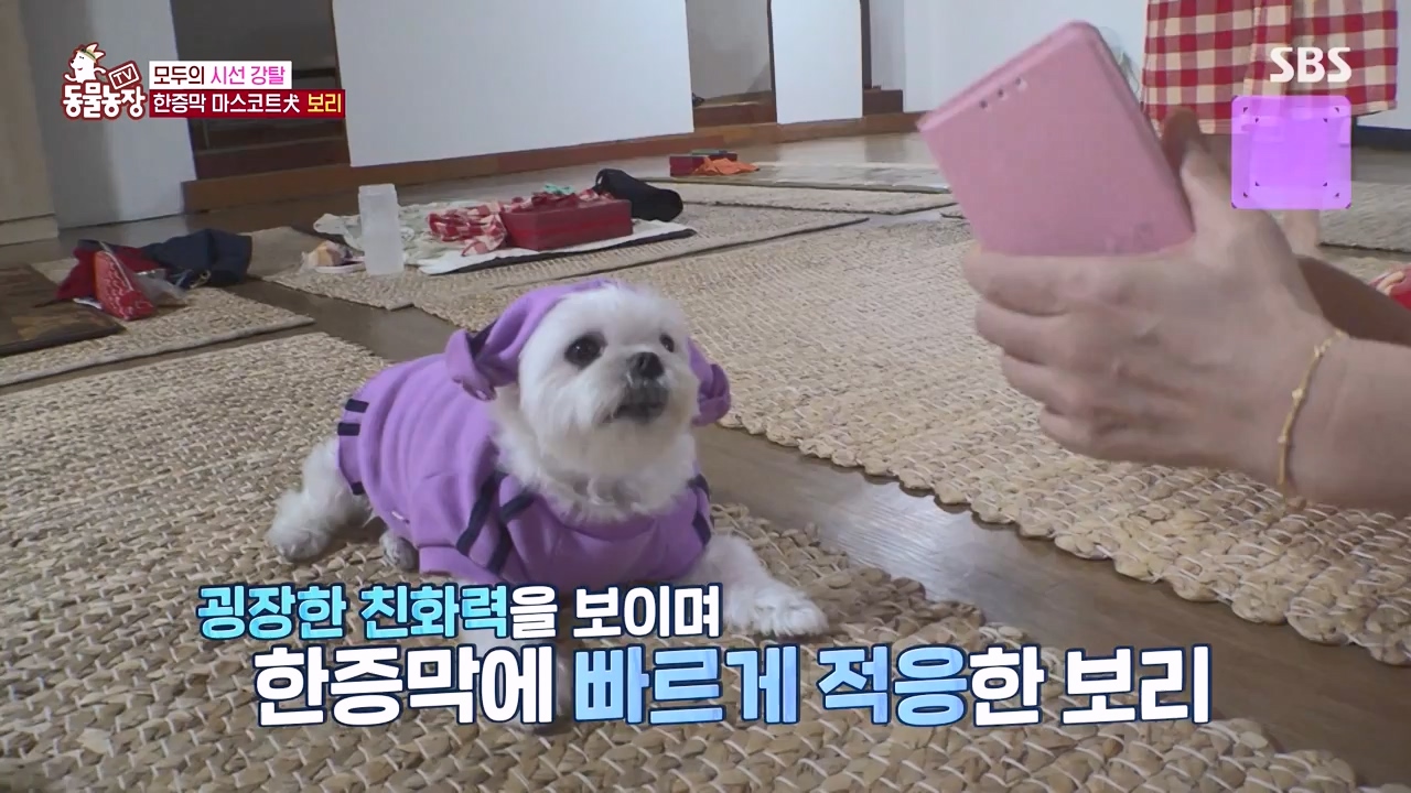 TV 동물농장.E1156.240129p-NEXT.mp4_20240128_191730.673.jpg