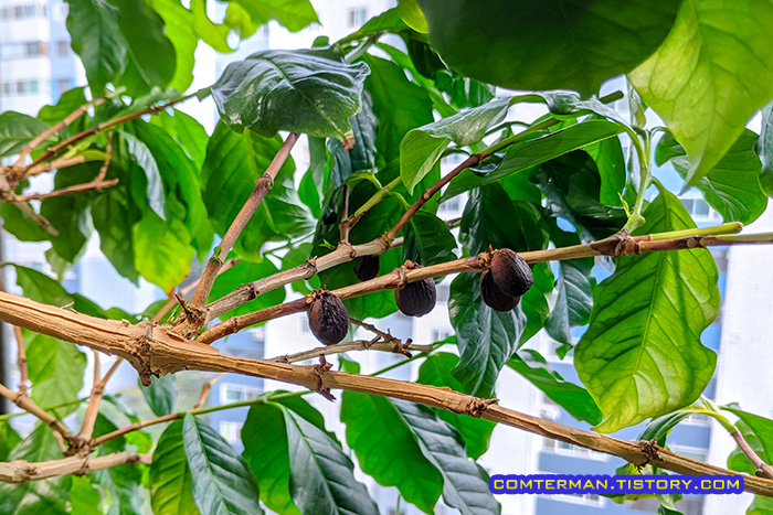 커피나무 열매 자연건조