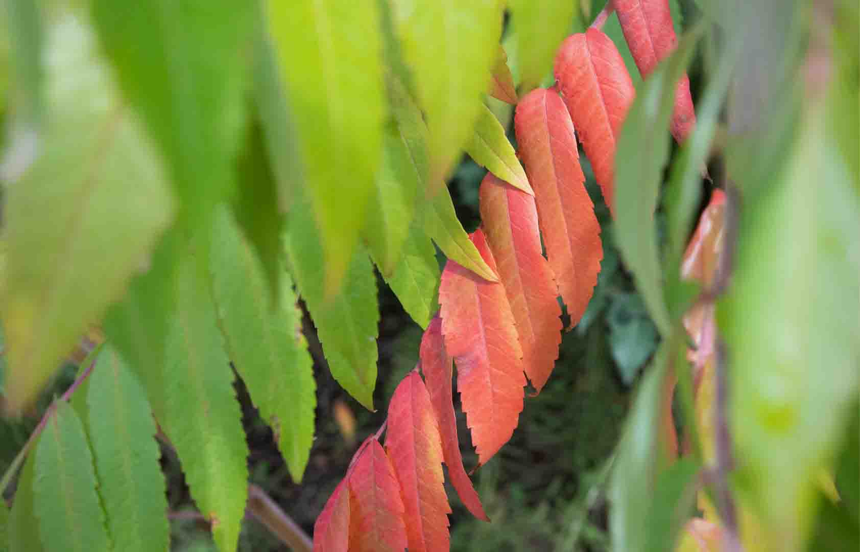 옻-나무-잎-사진
