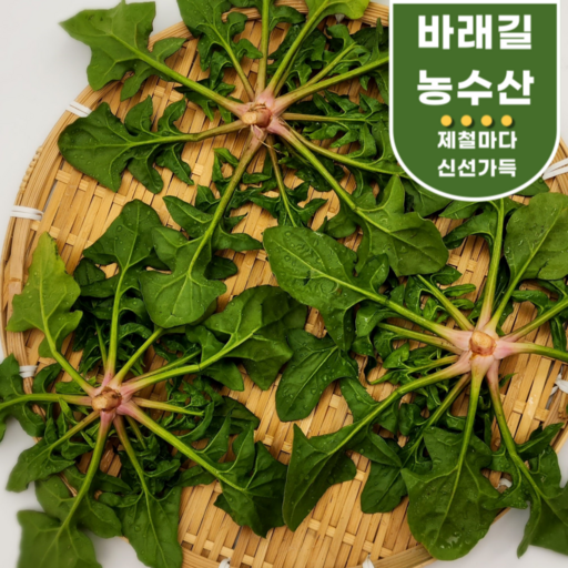 남해 노지 해풍 시금치