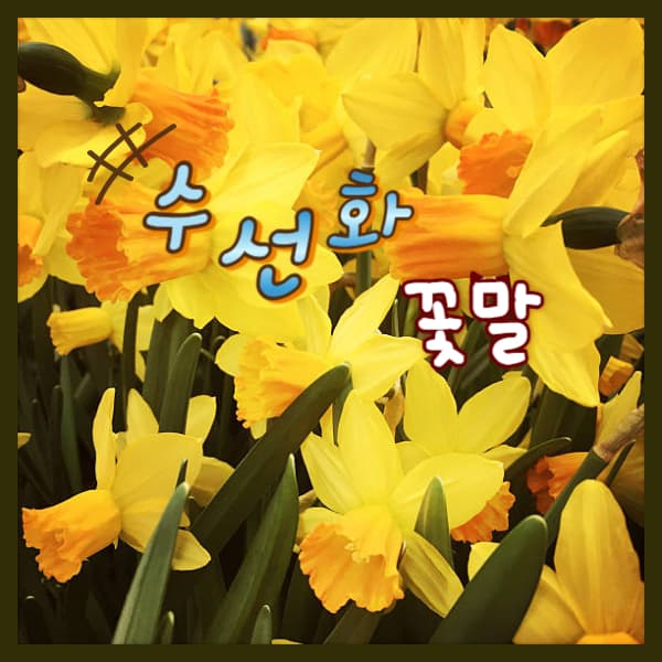 수선화-꽃말