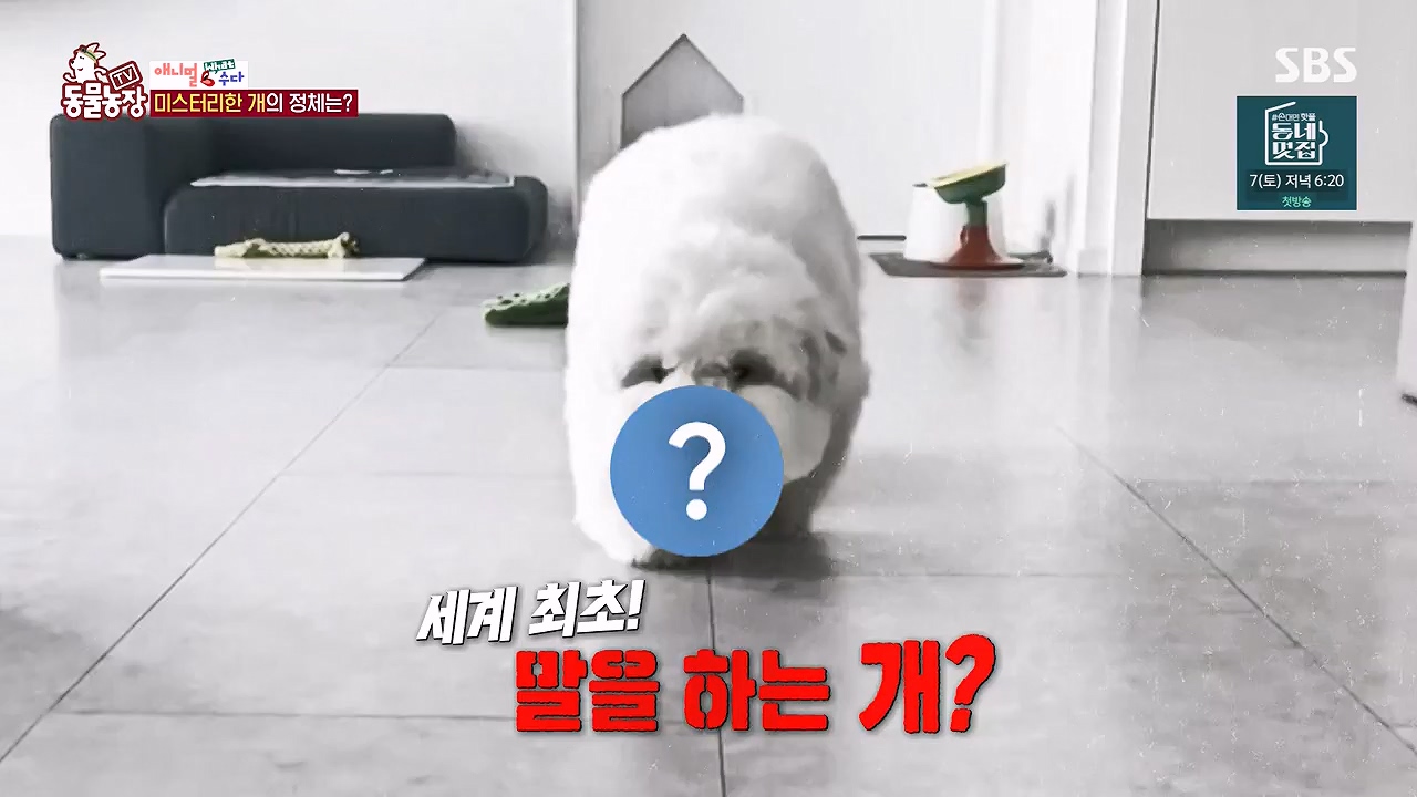 TV 동물농장.E1187.240902p-NEXT.mp4_20240901_155459.159.jpg