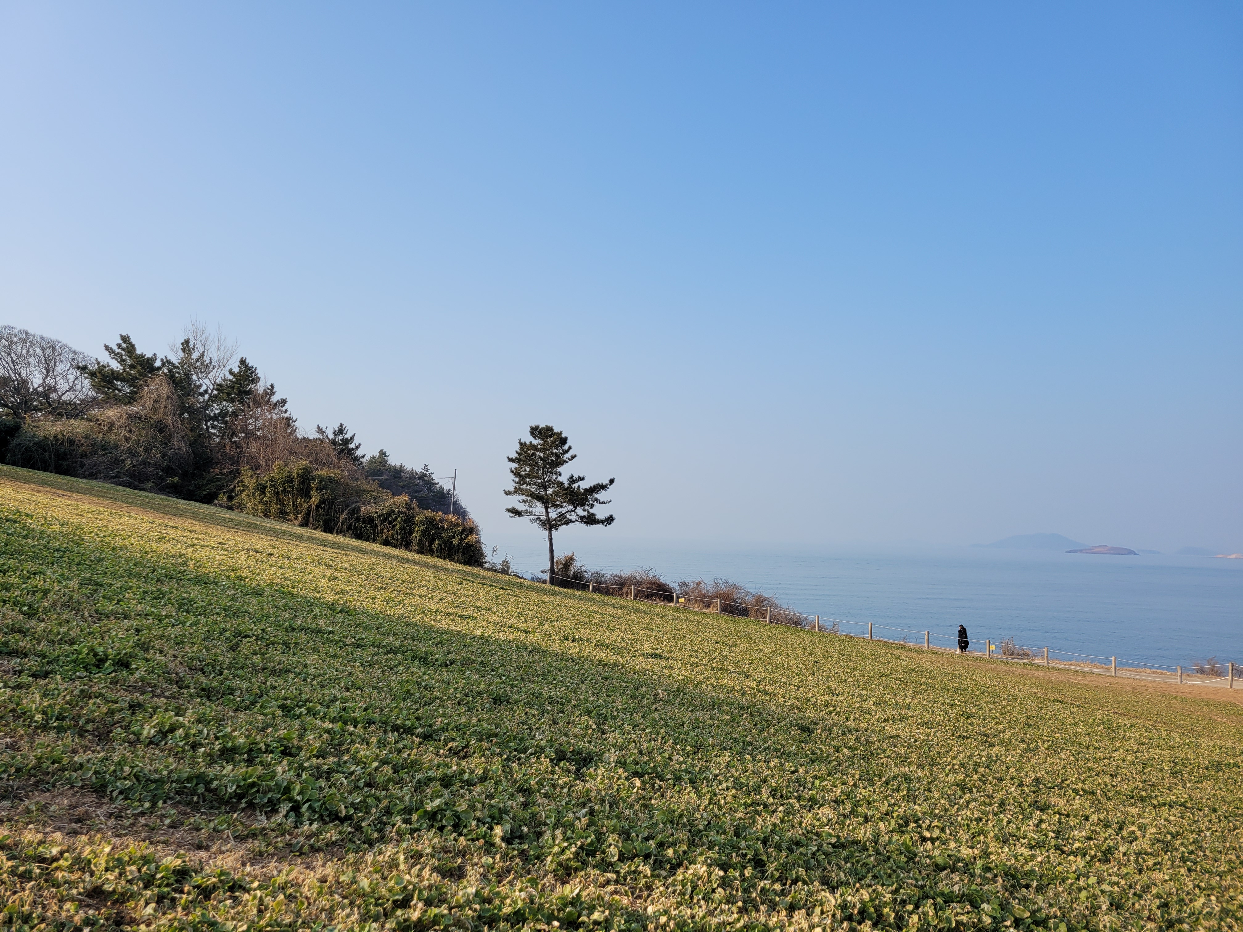 변산 적벽강 노을길 수성당 유채꽃 명소 7