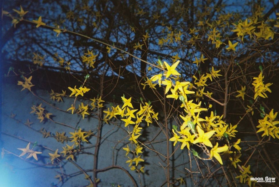 okio OKIO 일회용 필름카메라 13