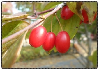 산수유 효능