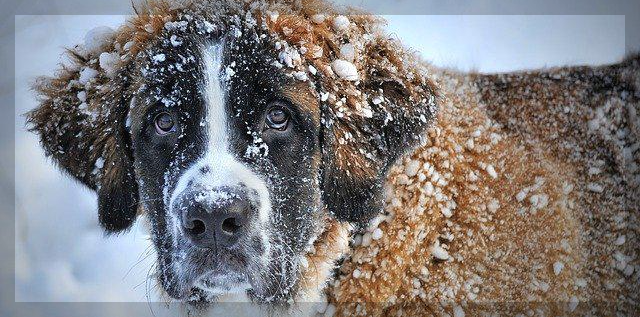 강아지는 왜 눈오는 날을 좋아할까요?