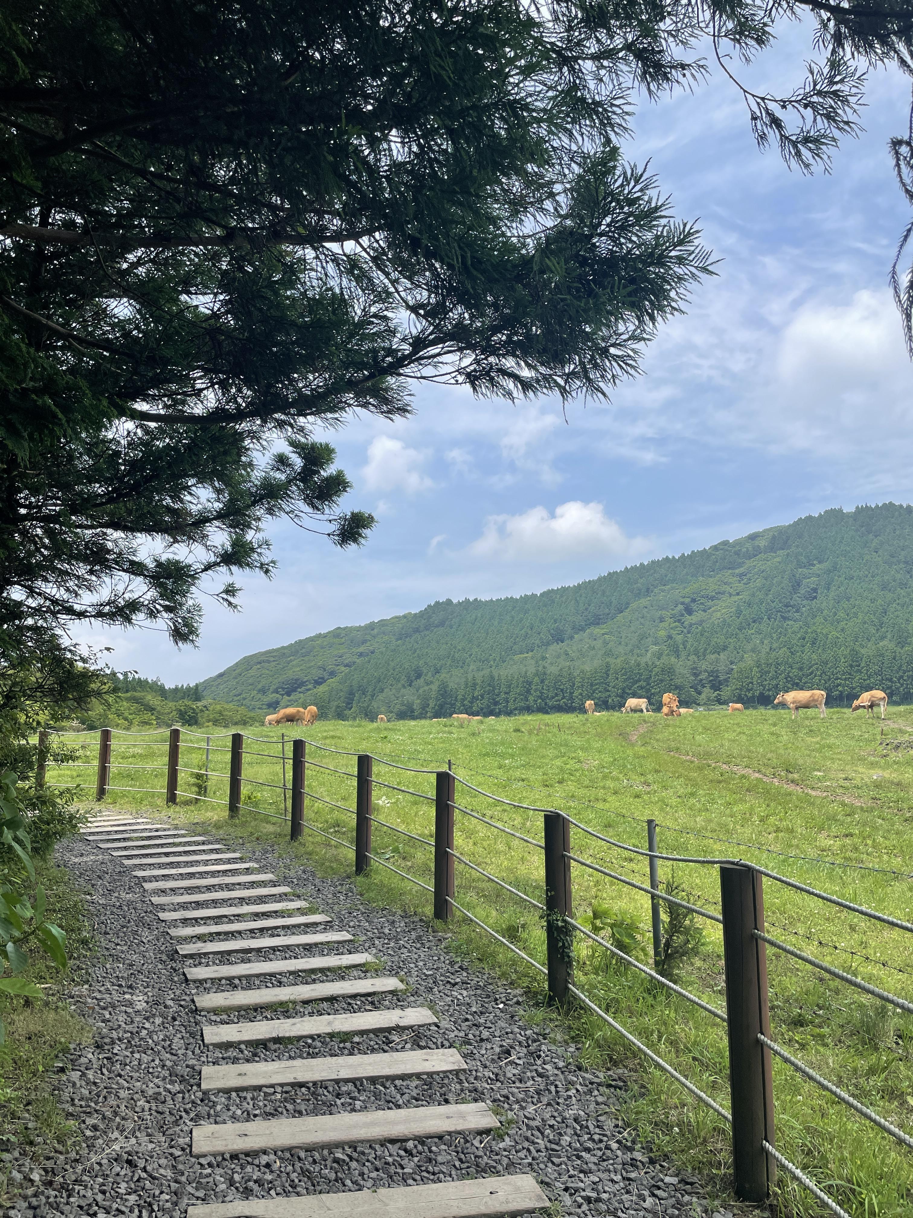 제주도여행-제주가볼만한곳-제주도오름-물영아리