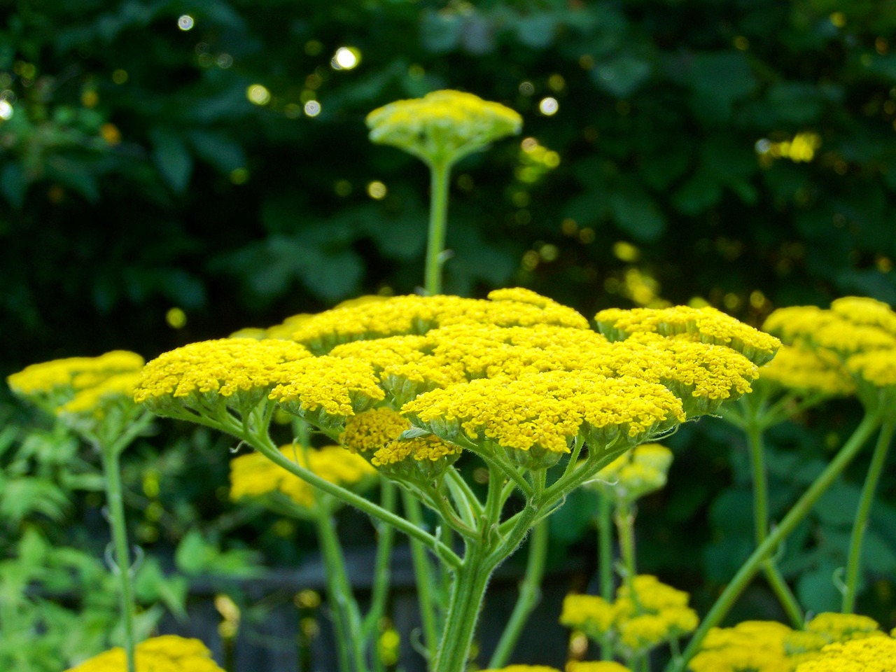 노란 꽃 야로(Yarrow)