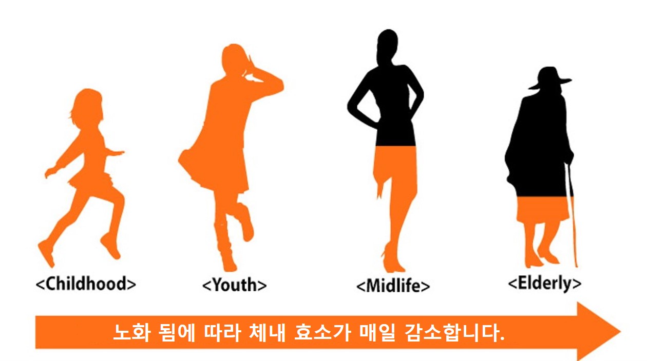 효소 최종 가이드 : 내 몸에 꼭 필요한 효소는 무엇이며 왜 중요한가?