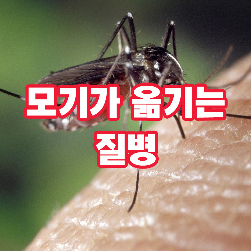 모기가 옮기는 질병