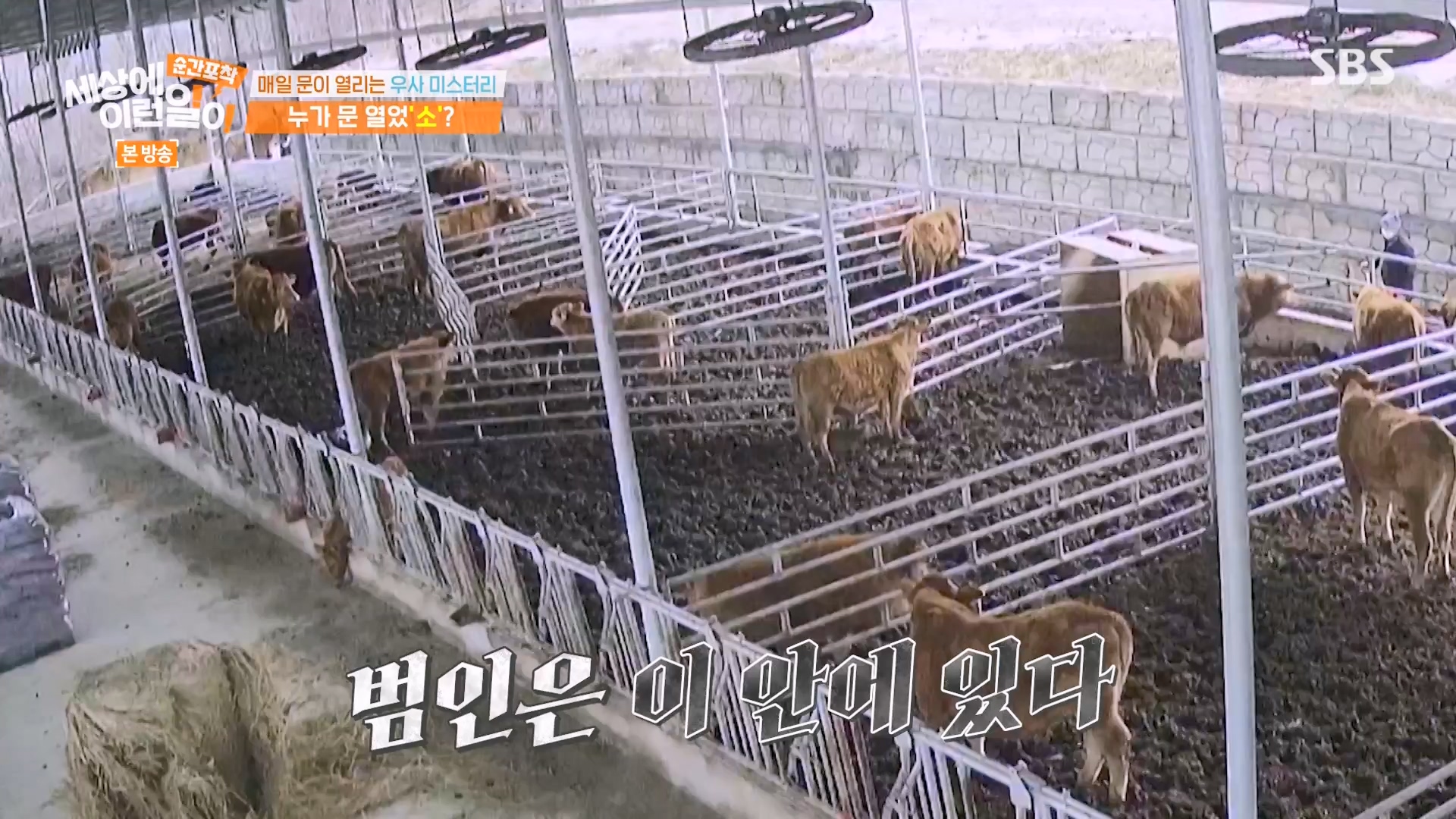 순간포착 세상에 이런일이.E1265.240217p-NEXT.mp4_20240218_151658.825.jpg