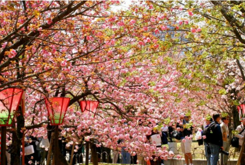 오사카 조폐국 벚꽃 사진