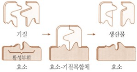 출처 : 생명과학대사전