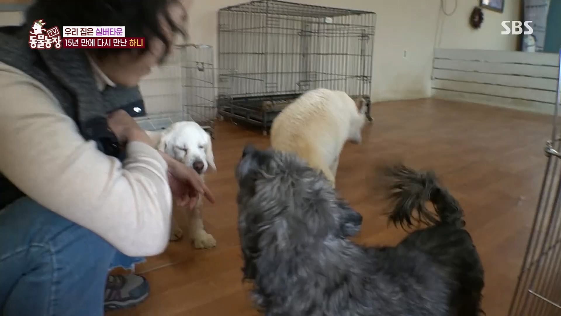TV 동물농장.E1115.230409p.H264-F1RST.mp4_20230409_173050.774.jpg