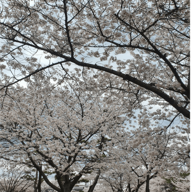 서해 벚꽃 사진