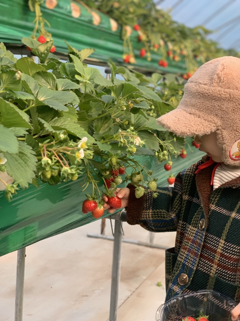 정현딸기농장, 5