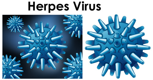 herpes-virus