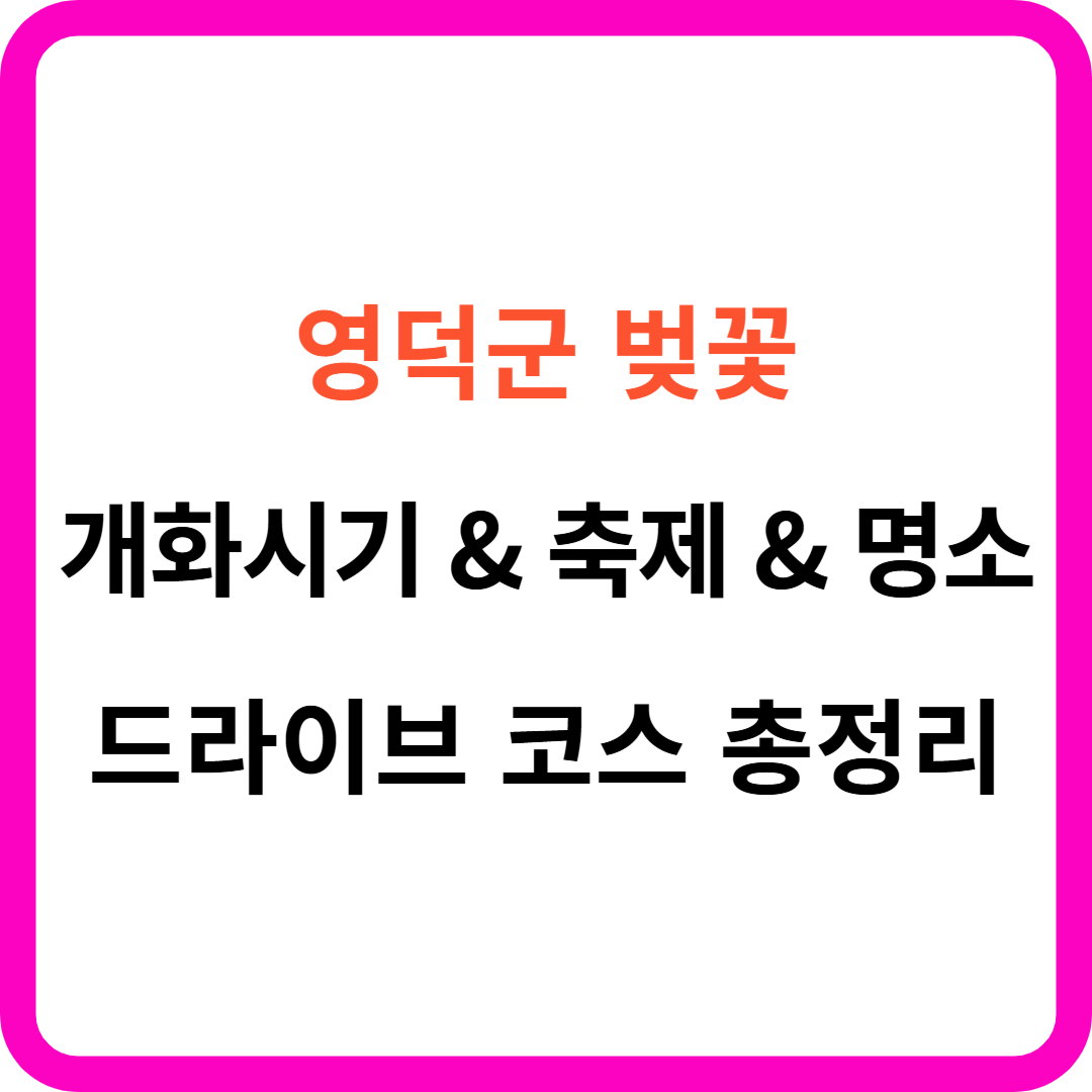 영덕군 벚꽃 개화시기 축제 명소 드라이브 코스 를 한 눈에!