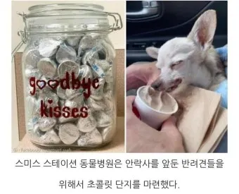 강아지 초콜릿 섭취 금지 사유 위험성 대응책_12