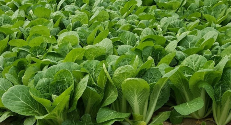 얼갈이 배추 파종시기 재배법 1