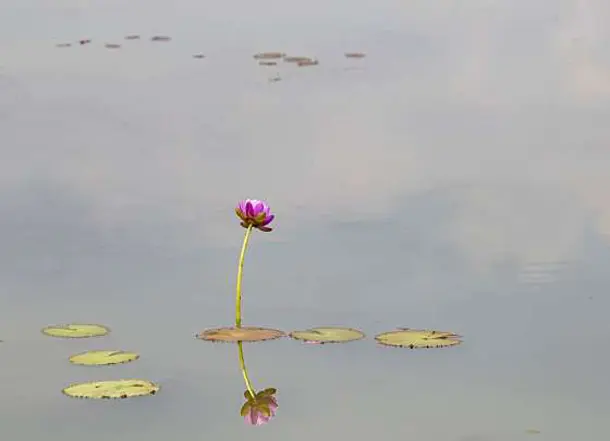 관곡지