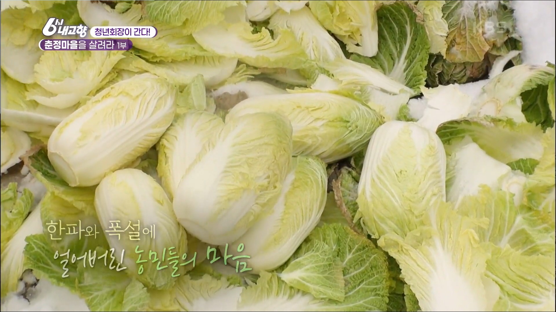 6시내고향 춘정마을 살려라 해남 알배추 파는곳
