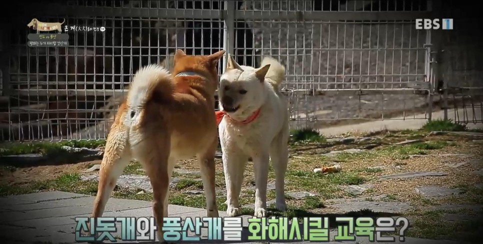 풍산개의치열한 혈투와 전쟁 - EBS 세상에 나쁜 개는 23